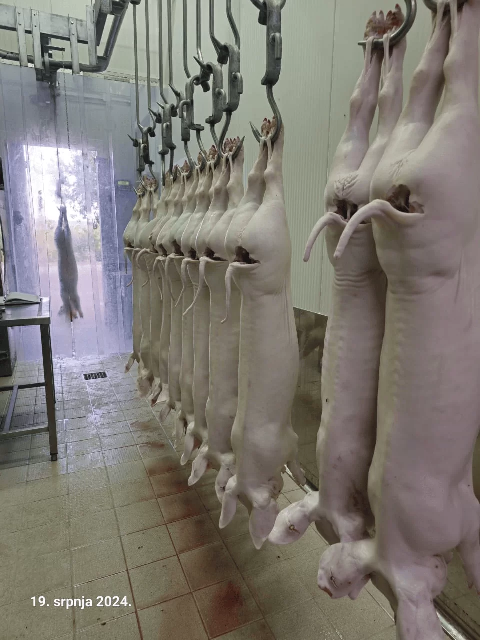 Svinjska polovica Budiša