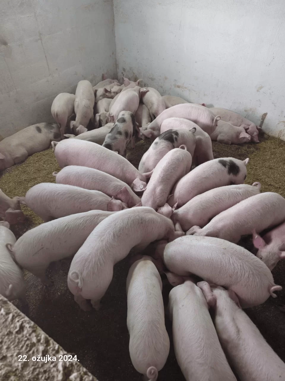 Svinjski but i plećka